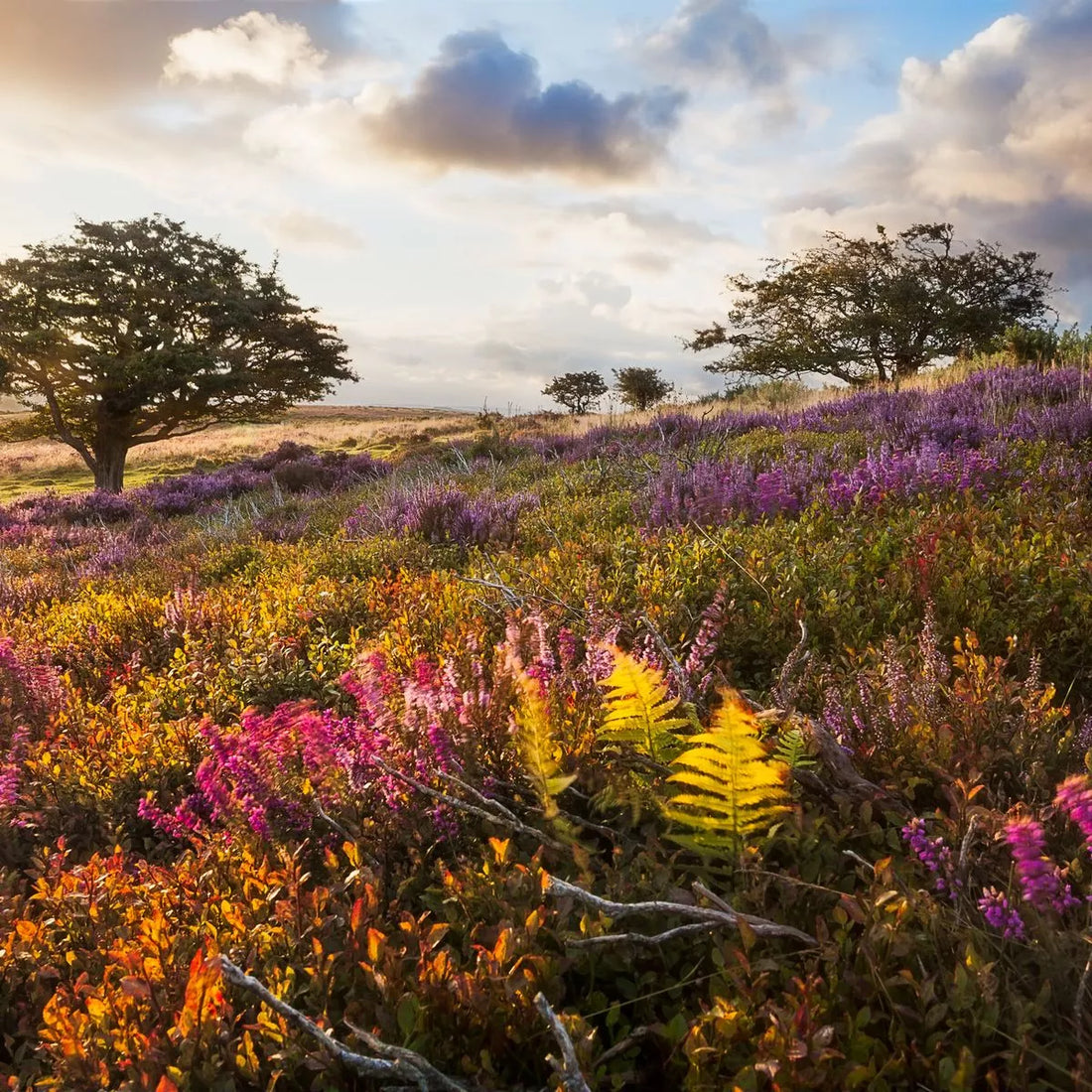 A Hike for the Senses: Exploring the Fragrant Trails of Quantock Hills