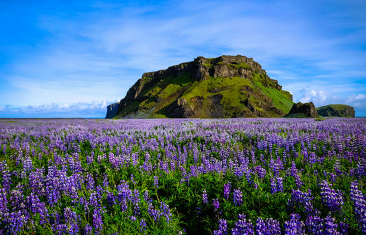 Nature's Natural Perfume: The Best Smelling Wildflowers
