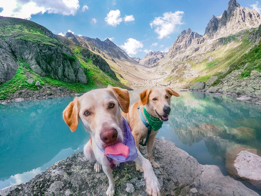 hiking with dogs in uk