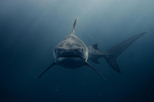 Shark heading towards camera