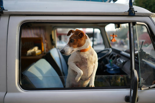 🚐 Vanlife Essentials: 25 Must-Have Items for Life on the Road