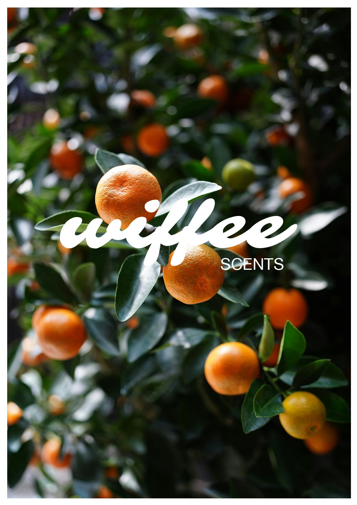 MANDARIN, BASIL & PATCHOULI